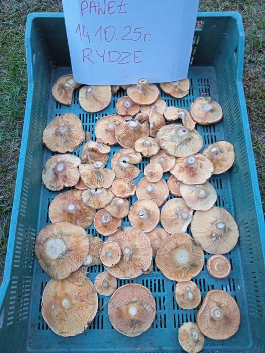 Świeże grzyby rydze rydz