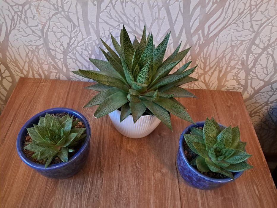 Kwiaty domowe różne