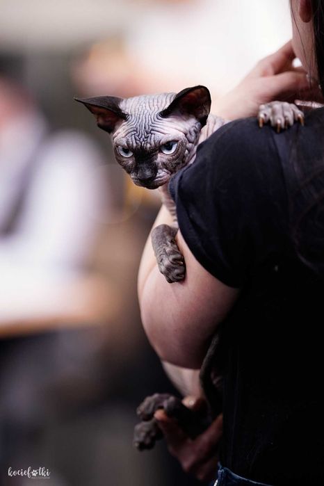 Rudy kocurek sfinks kanadyjski legalna hodowla FPL