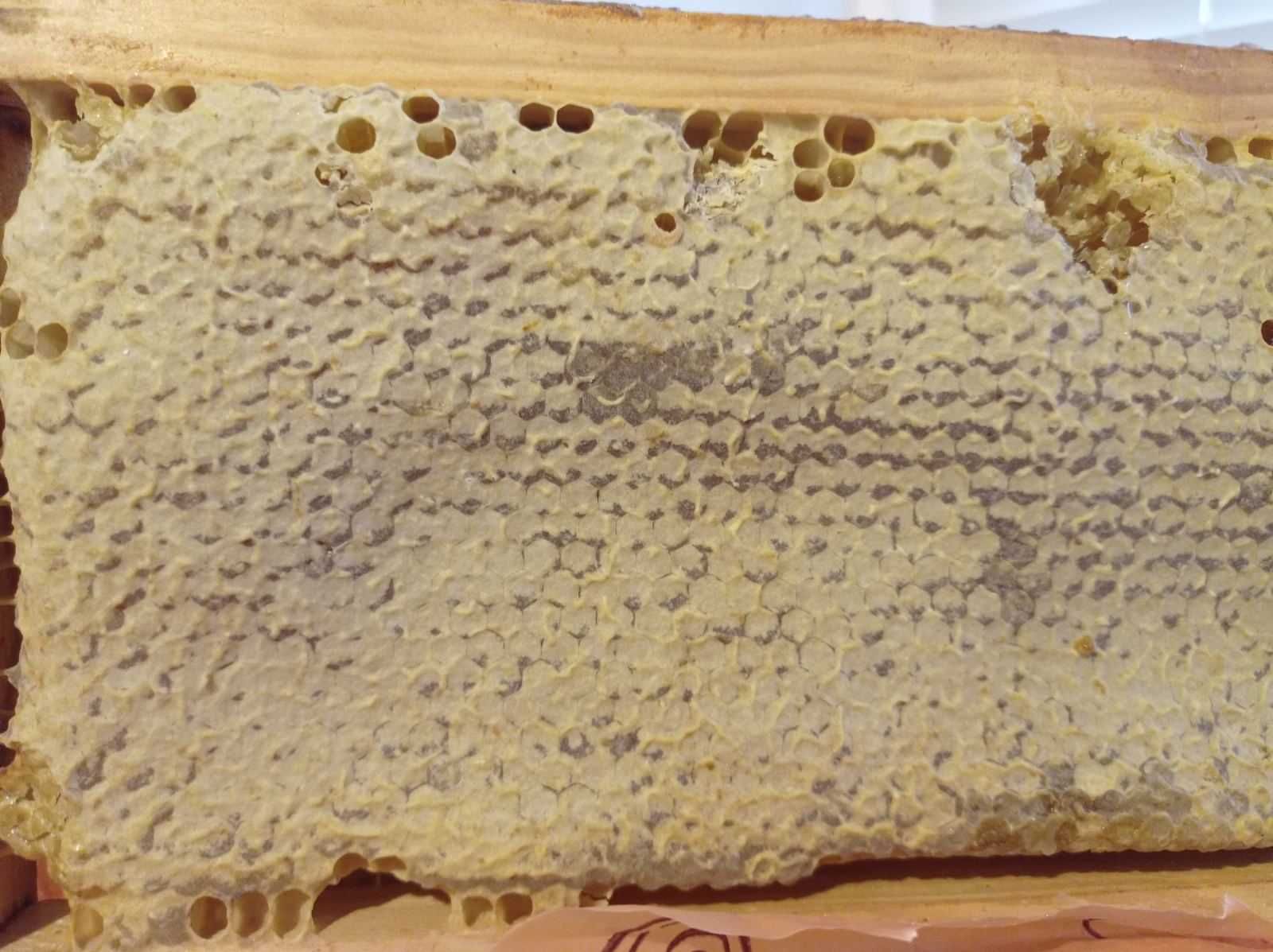 Натуральний мед  в сотах