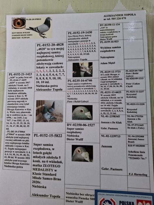 Gołębie rozpłodowe do sprzedania