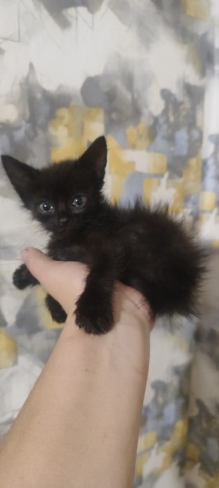 Кошенята в добрі руки.