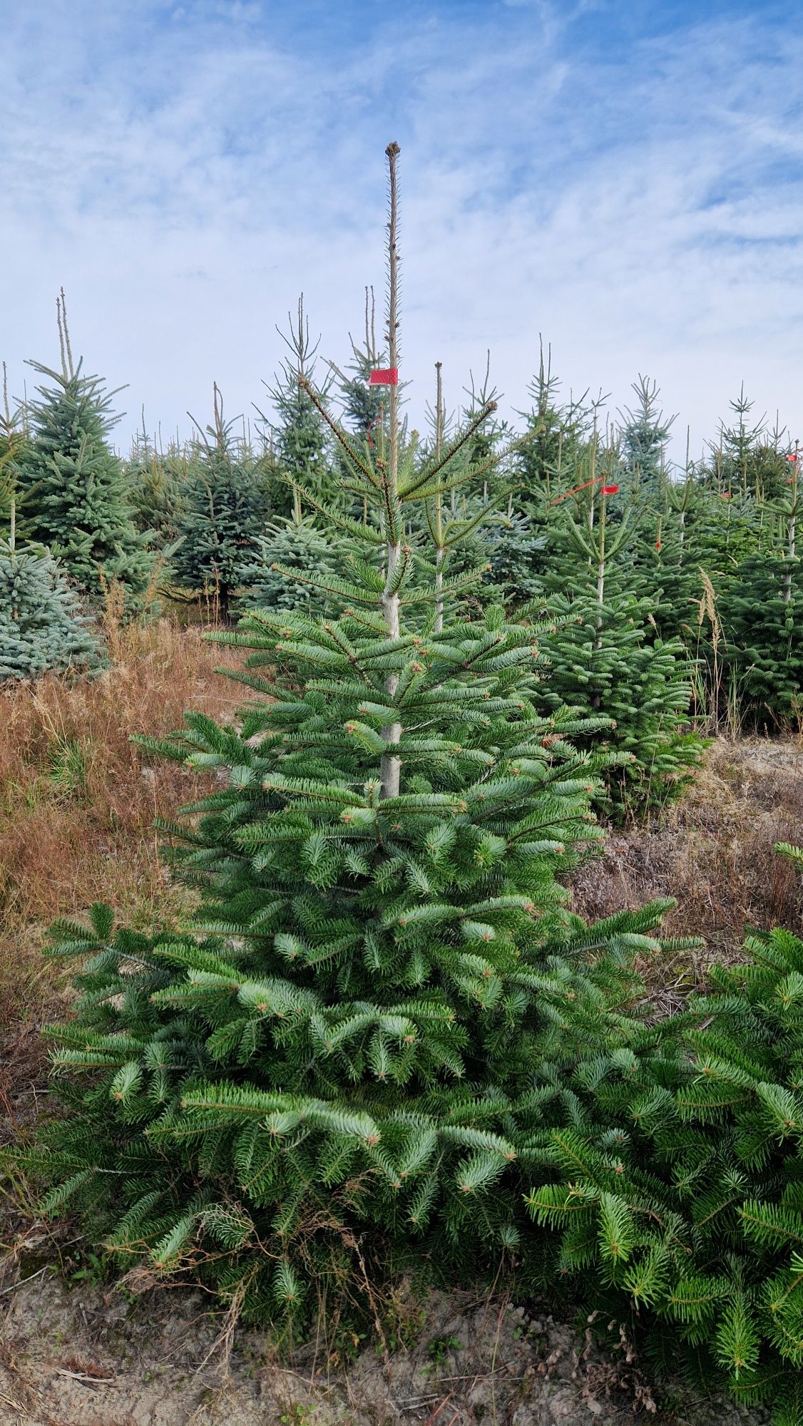 Jodla kaukaska 200-270cm 55 zl producent choinki