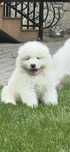 Samoyed sczceniak suczka FCI