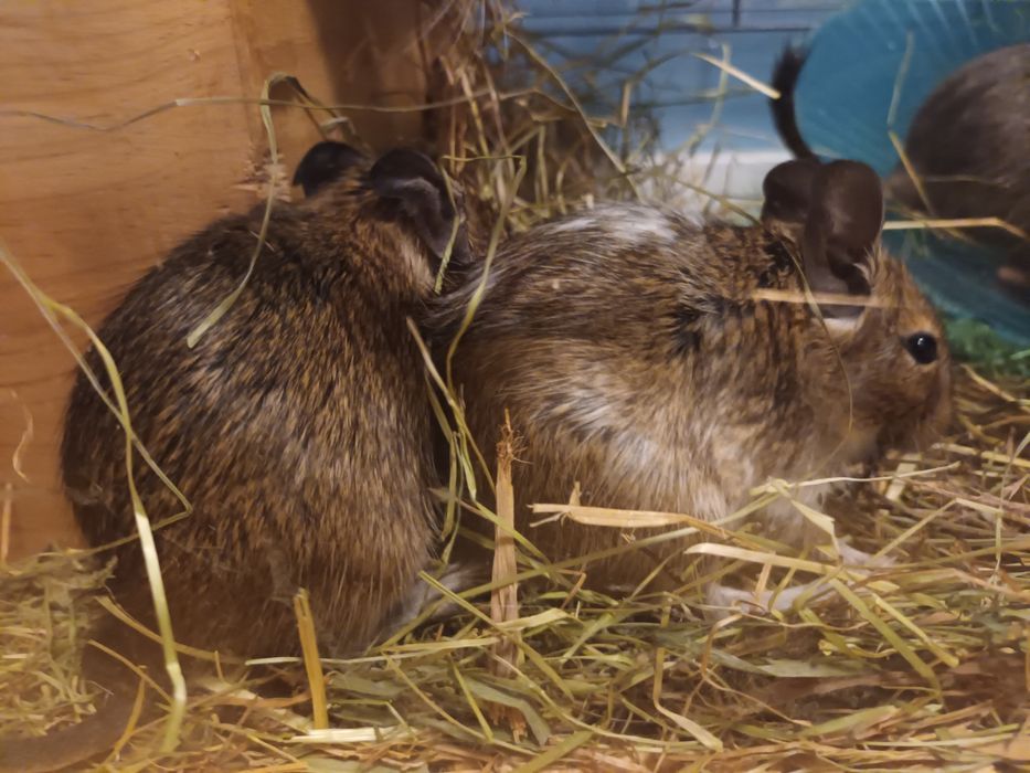 Koszatniczki 5miesięczne trzy szt.