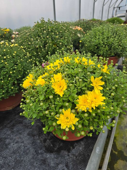 Chryzantemy - różne odmiany