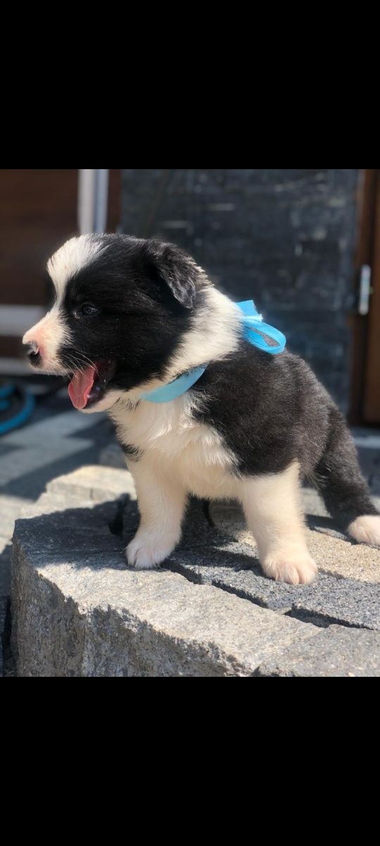 Border collie szczeniak