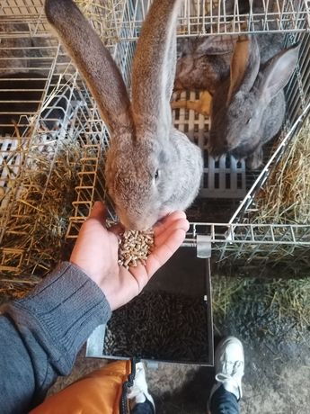 Vendo coelhos gigantes adultos