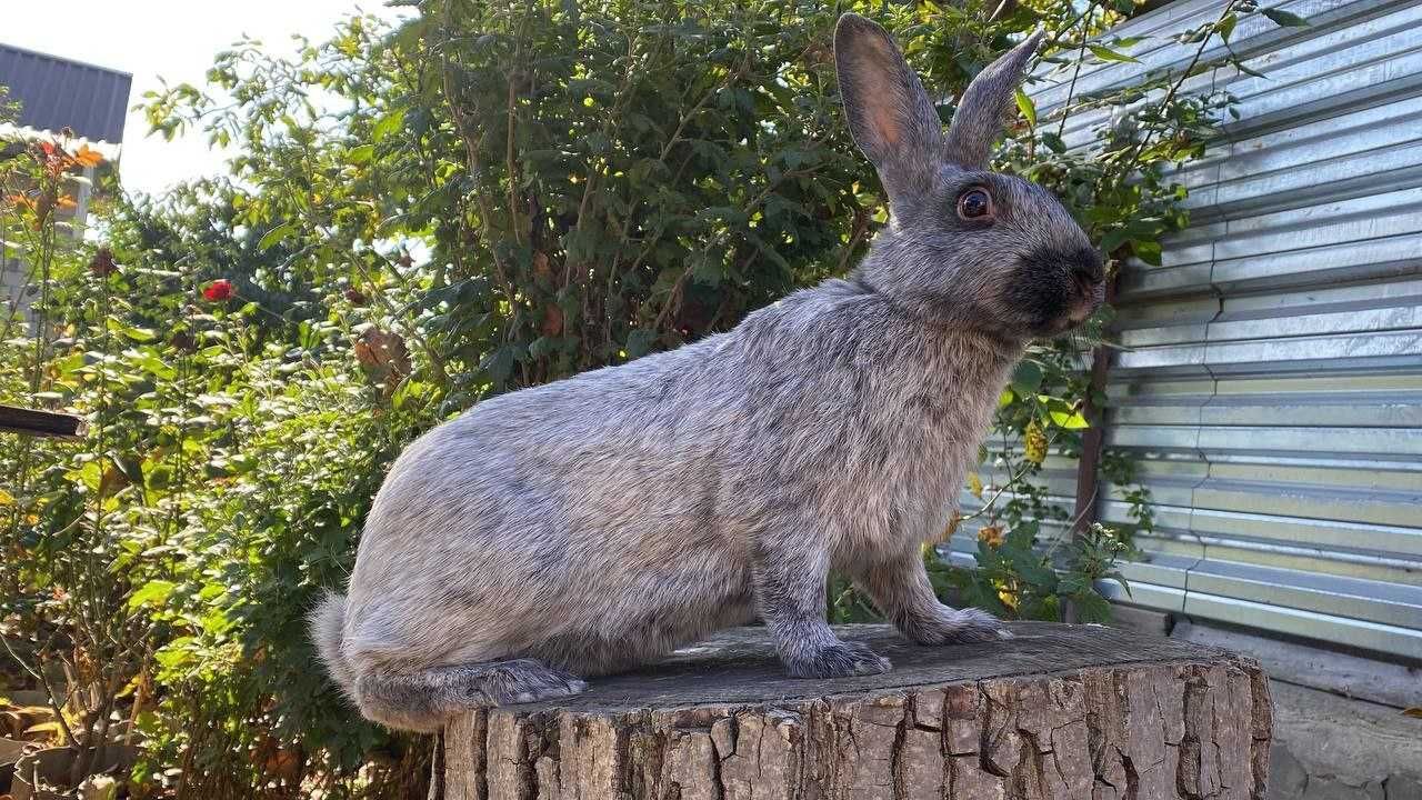 Полтавське срібло