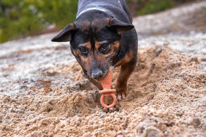 Podłużny, energiczny i przytulaśny psiak czeka na dzień adopcji!