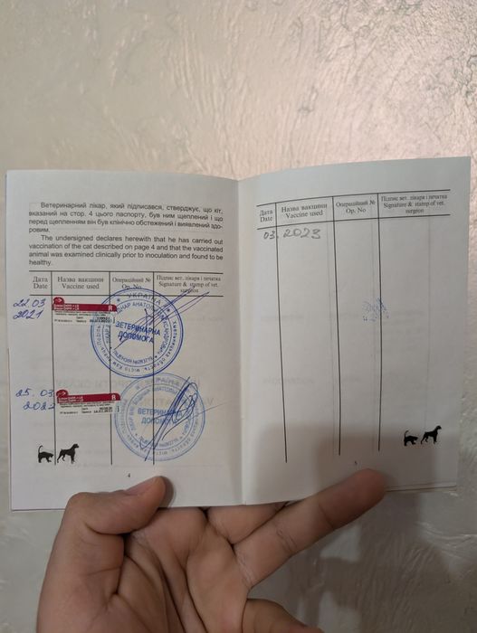 Віддам пса в добрі руки.