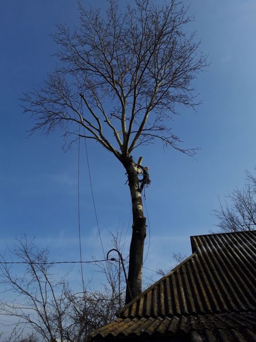 Видалення, спил дерев,кронування,покос трави, чагарників