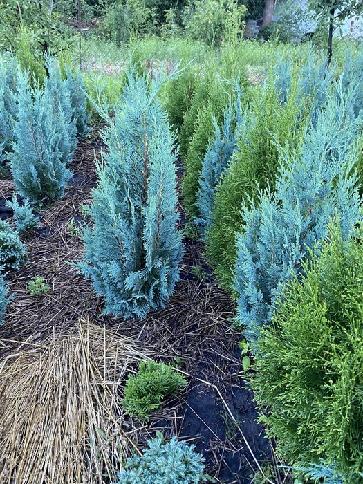 Туя смарагд Колумна Брабант Кипарисовик Лавсона Ялинка Коніка Дейзі