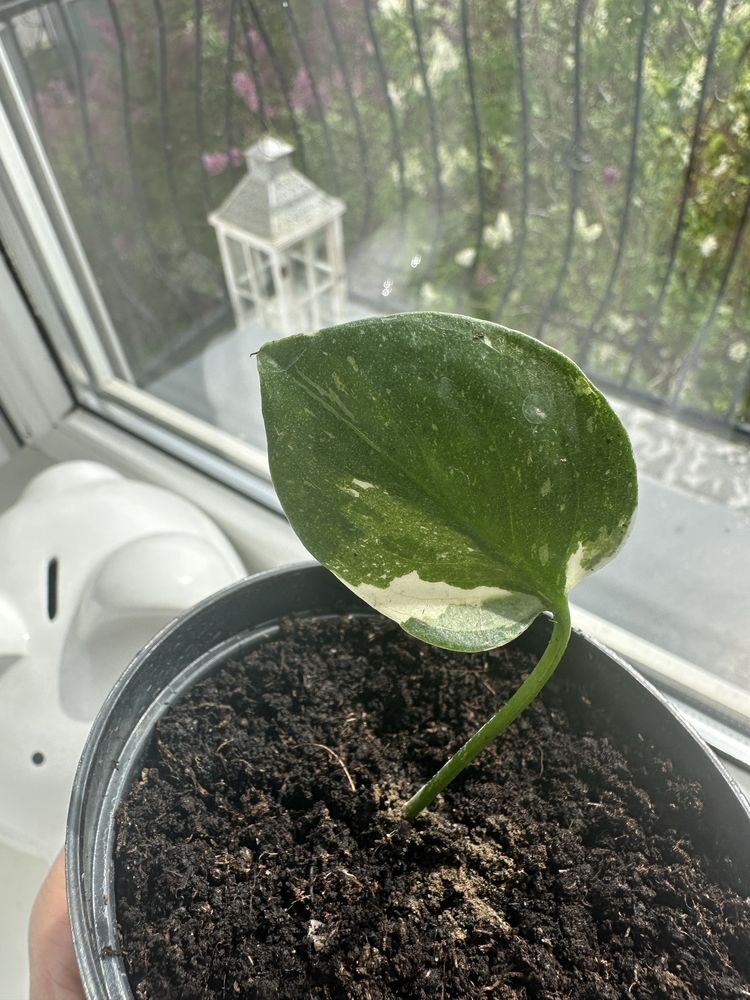 Sadzonka Monstera Thai Constellation Albinos variegata biale liscie