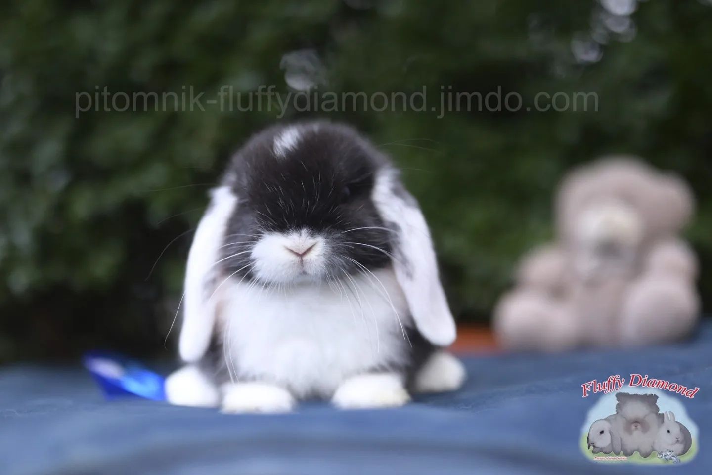 Чорний біловухий хлопчик.Висловухий.Кролик з проф. розплідника