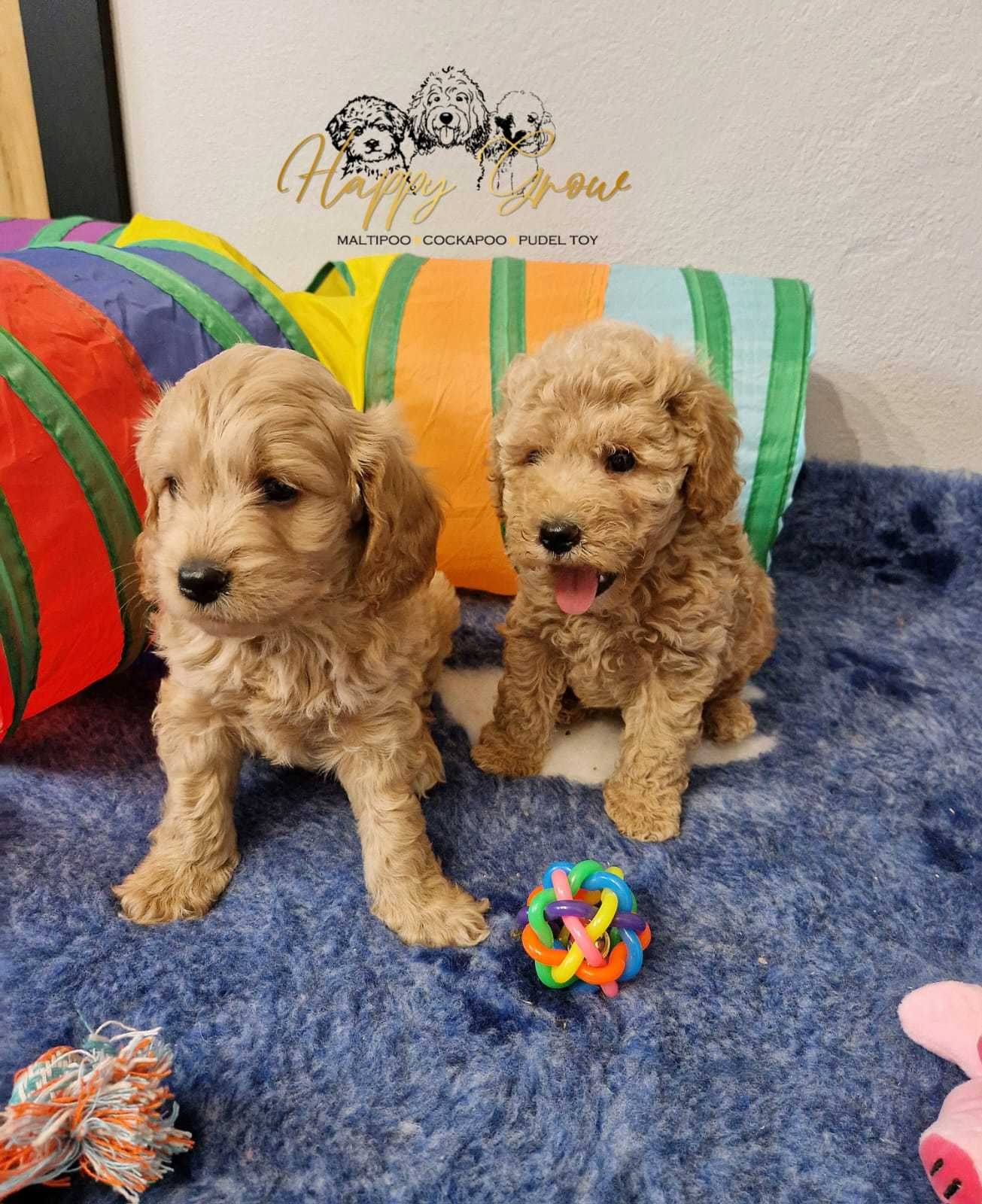 Cockapoo Pudel mini & cockapoo Piesek gotowy do odbioru