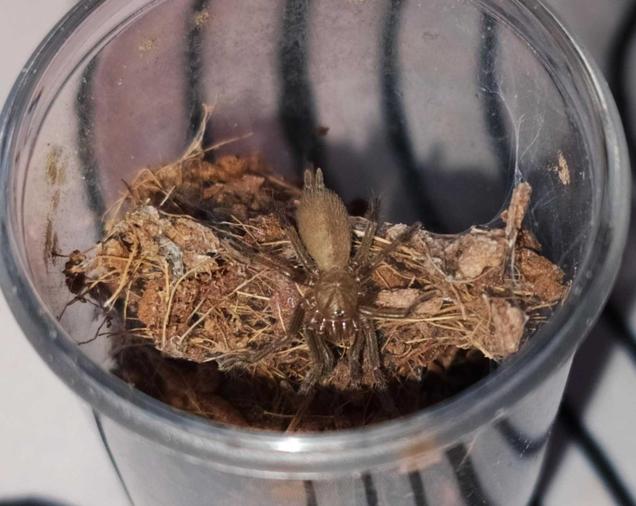 Birupes Simoroxigorum L3