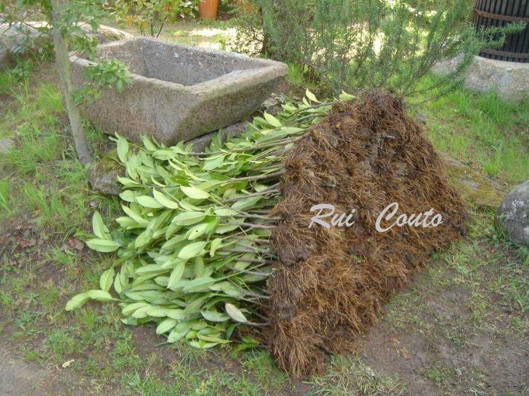 Lauros sebe - raiz nua