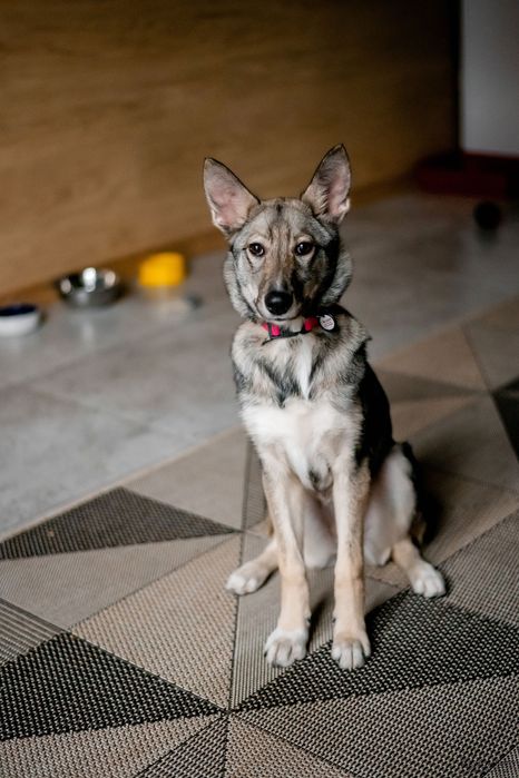 Лайка безкоштовно