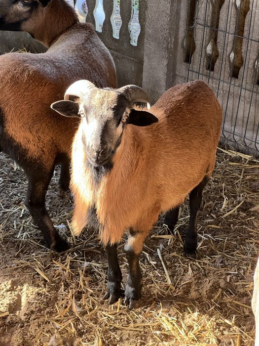 Sprzedam barana kamerunskiego