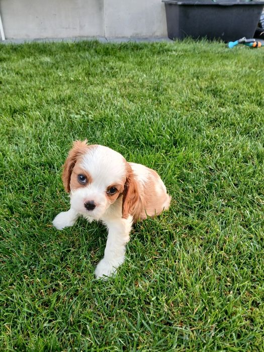Szczeniak Cavalier King Charles Spaniel