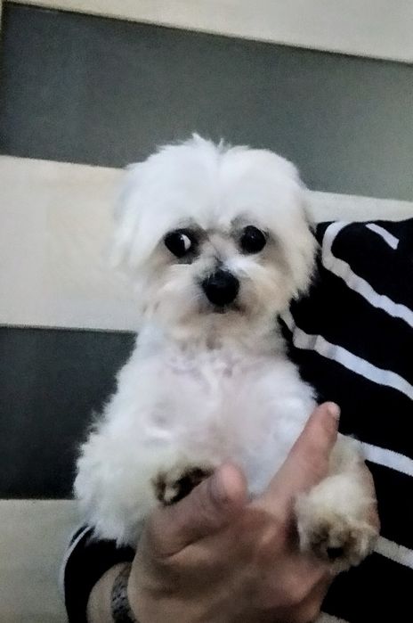 Мальтезе мини!!!