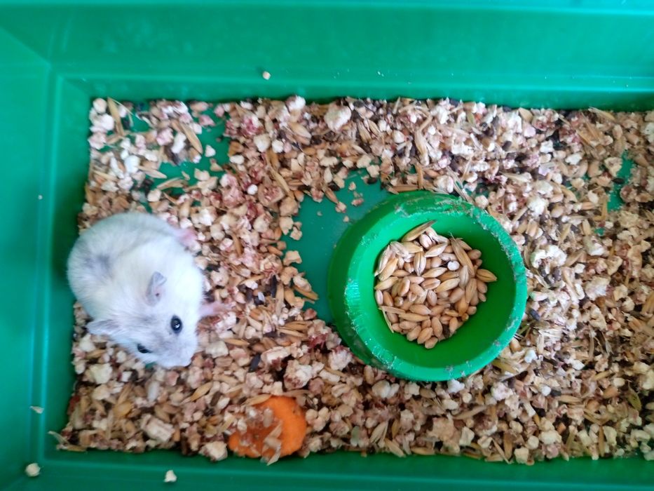 Хомячки Кременчуг