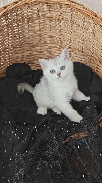 Девочки и мальчик серебристые шиншиллы