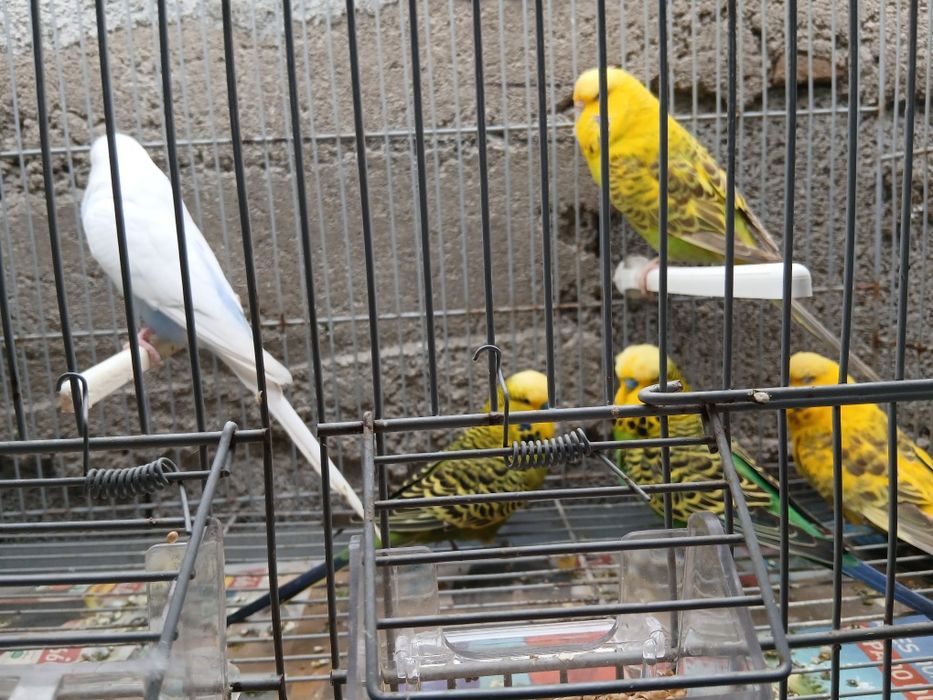 Periquitos  lngleses