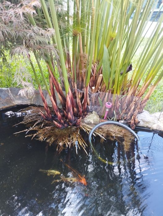 Papiros para jardim ou lago