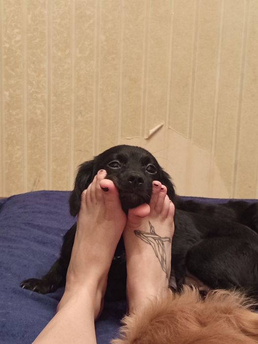 Щеночки от спаниеля