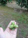 Orzechy laskowe 3 kg w zielonej otulinie