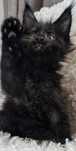 Przecudny czarny Maine Coon