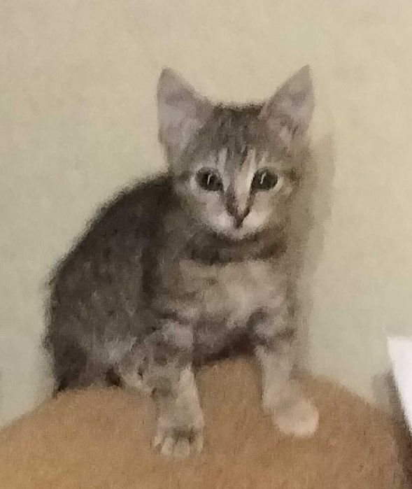 Кошенятко шукає люблячу родину!