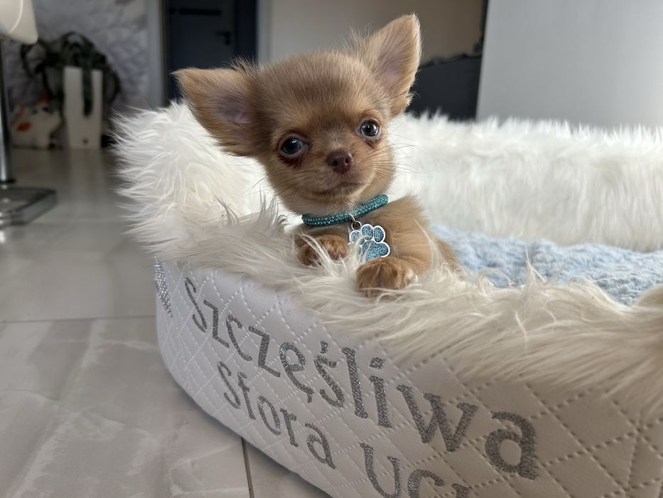 Chihuahua liliowo isabelowy chłopiec . MEGA CUDO. JUŻ DO ODBIORU