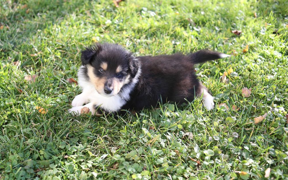 Owczarek szkocki długowłosy FCI