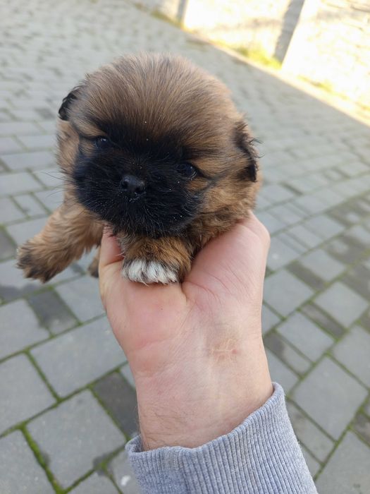 Piesek i suczka pekinczyk