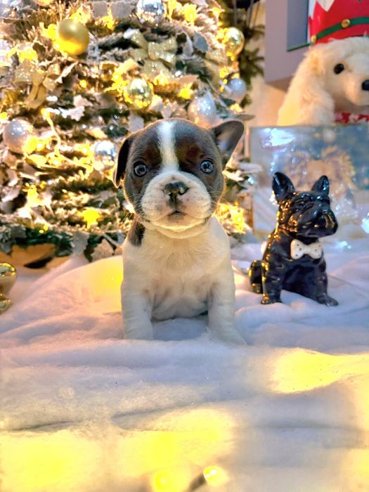 Bulldog Francês menino lindo