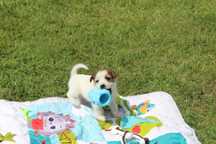 szczeniak Leo piesek Jack Russell Terrier pochodzenie ZKWP FCI