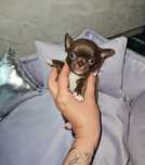 Chihuahua piesek maleńki