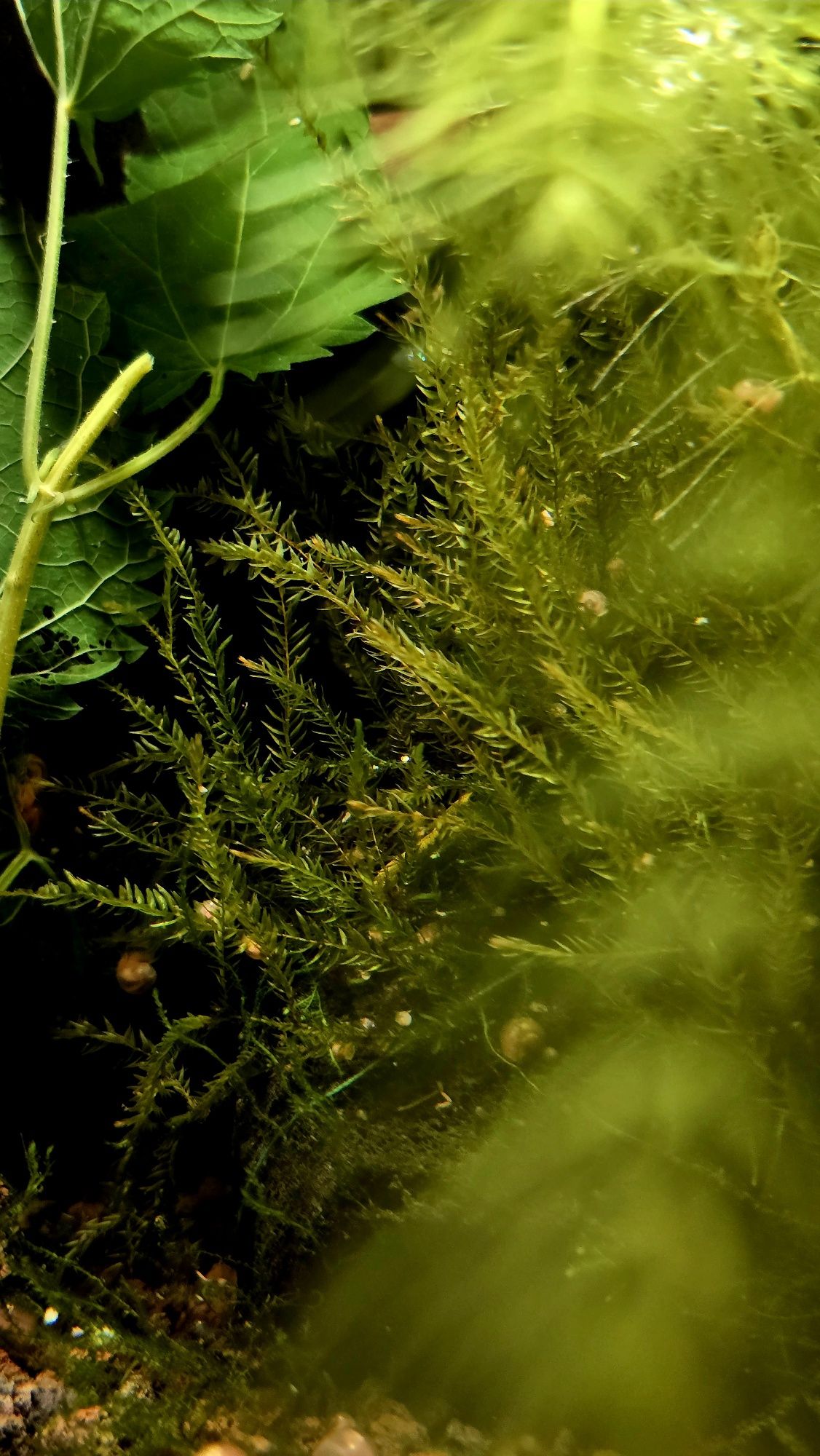 Mech Willow Moss