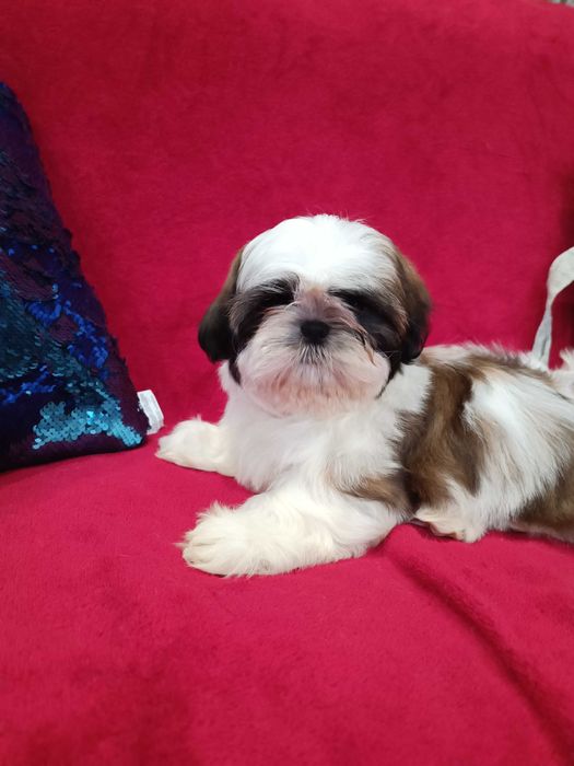 Неймовірні дівчата ши тцу у найкращі ручки КСУ ( FCI )