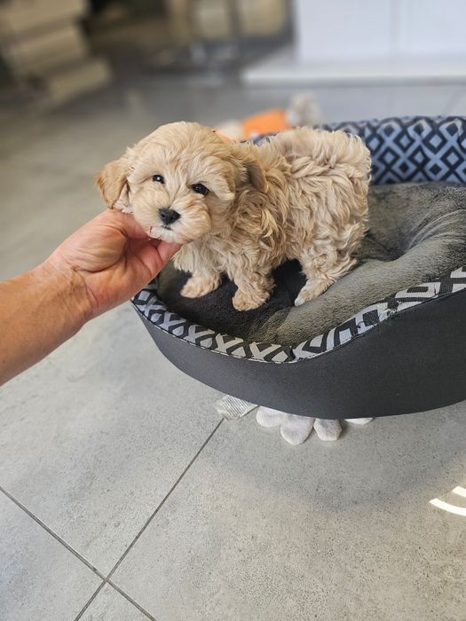 Obejrzyj Filmik Cudny Chłopczyk Maltipoo