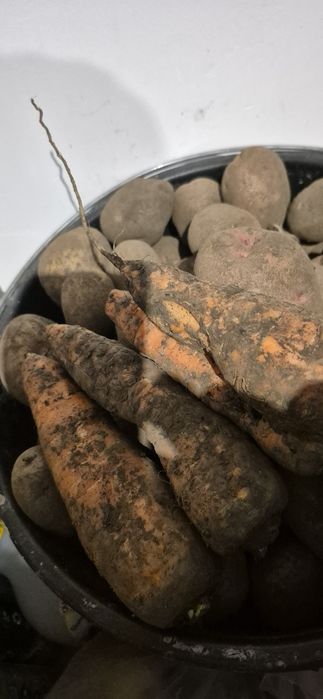 Картопля, буряк, морква