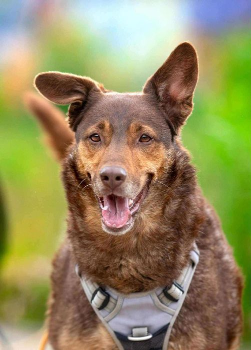 Oddam za darmo- do adopcji- Uroczy Czoko szuka domu