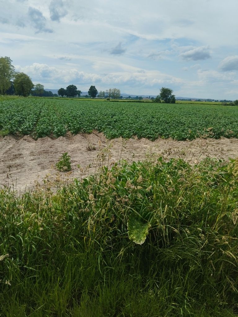 Ziemniaki   młode