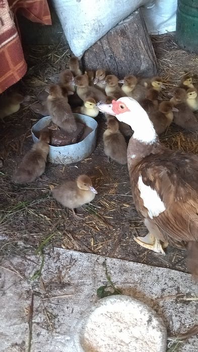 Качка з каченятами