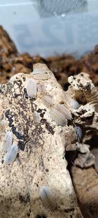 Porcellio scaber orange dalmatian mix, równonogi, izopody