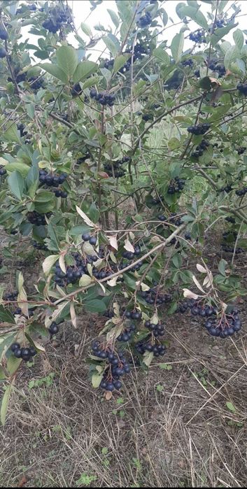 Aronia bezpośrednio od producenta, paczka 10kg.

Owoce zrywane na zamó