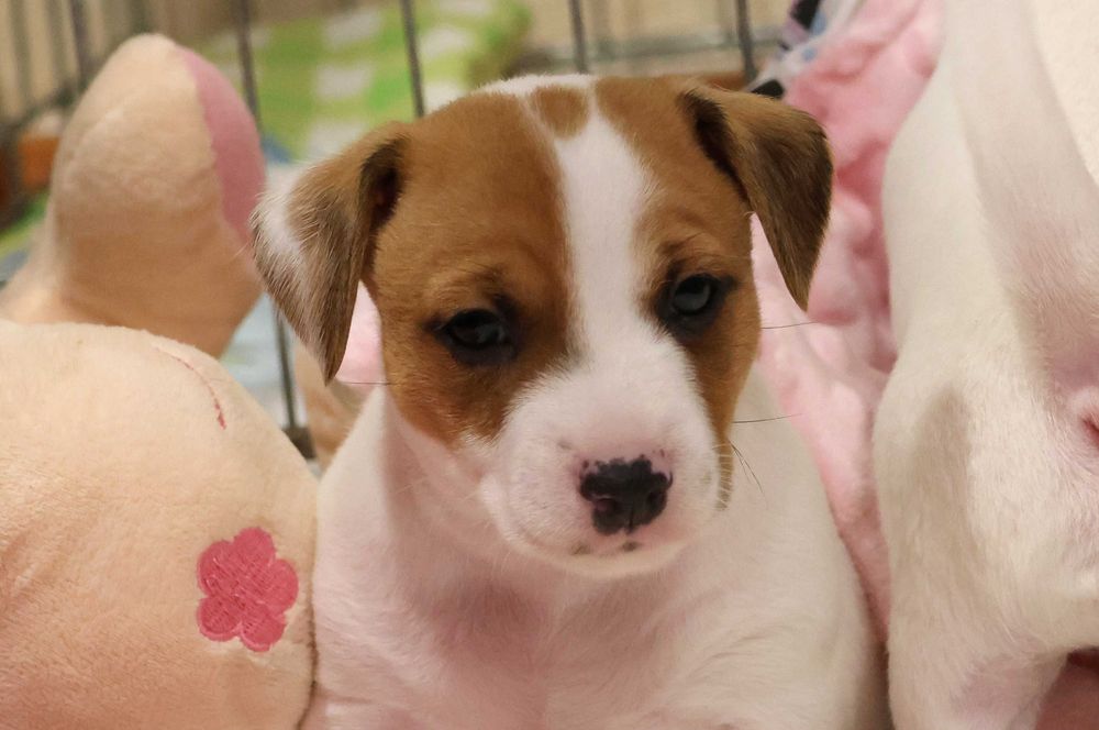 Szczenię Jack Russell Terrier z hodowli "BREFIO" /bad. genetyczne